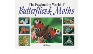 The Fascinating World of Butterflies