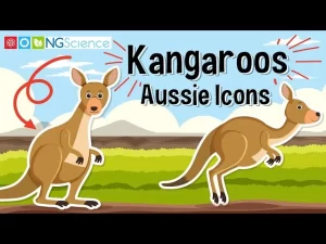 Kangaroos: A Unique Australian Icon